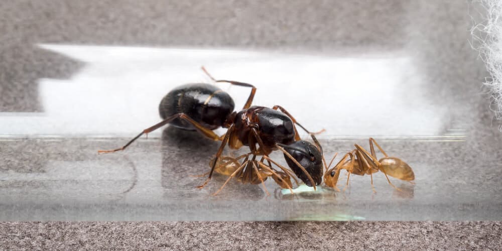 Queen Ants Are Generally Larger Than Worker Ants