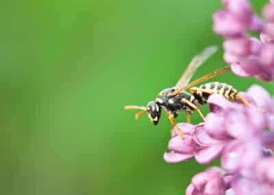 Do Wasps Pollinate Plants?