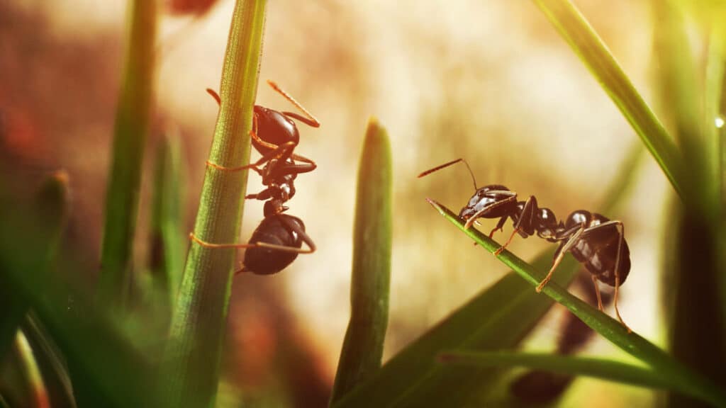 Black ants crawling on grass blades