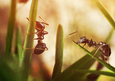 What Attracts Ants to Your Home?