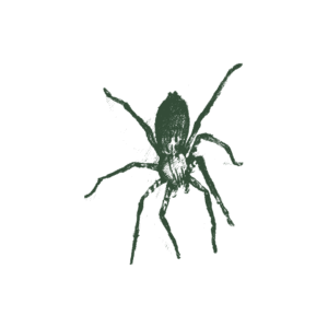 Jumping_Spider_Grn