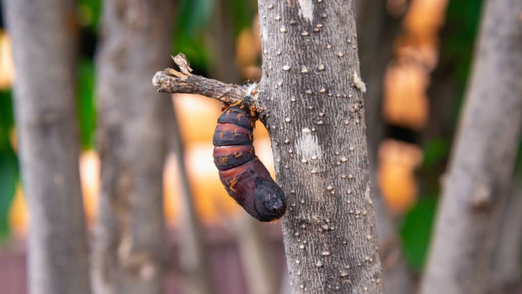 Pest Control Pupa Stage 80