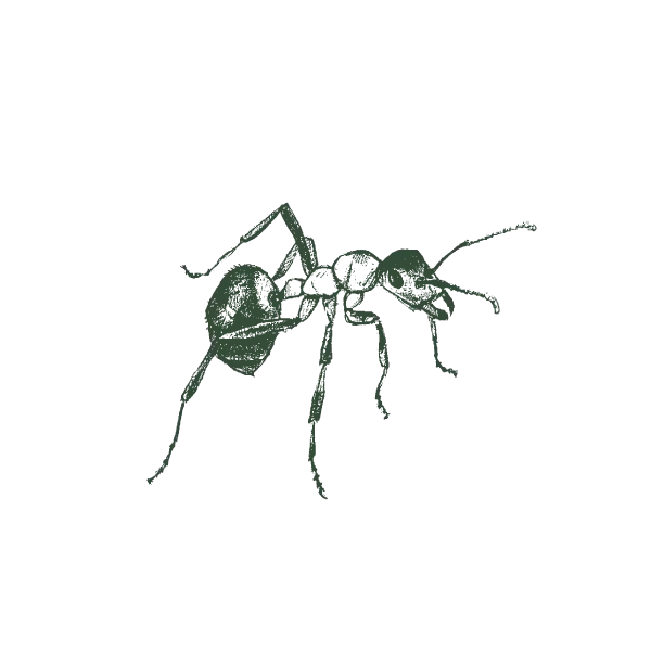 Web-Large-Fire-Ant
