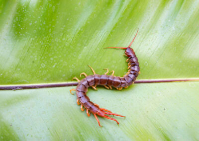 Are Centipedes Venomous?
