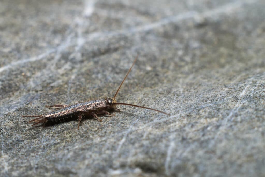 A Detailed Image Of A Silverfish Insect Crawling On A Textured Gray Stone Surface, Its Long Antennae Stretching Forward And Segmented Body Glistening Subtly Under Natural Light.