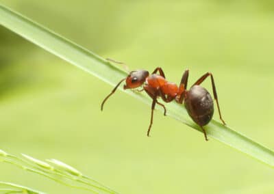 The Different Types of Ants