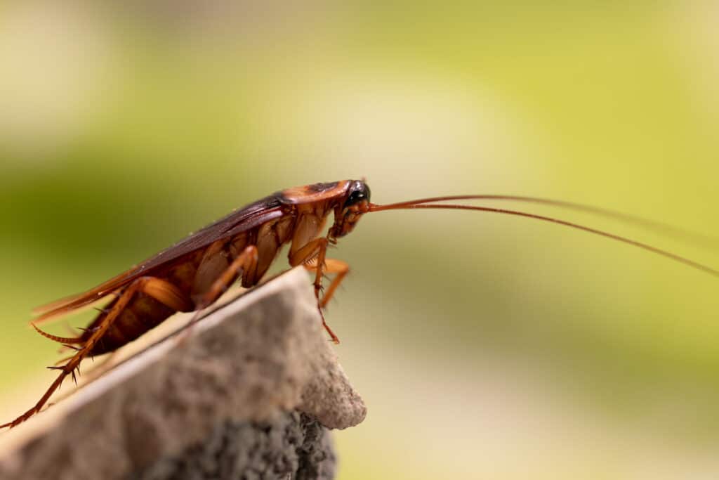 A Close-Up Side View Of A German Cockroach Perched On The Edge Of A Rough Surface.