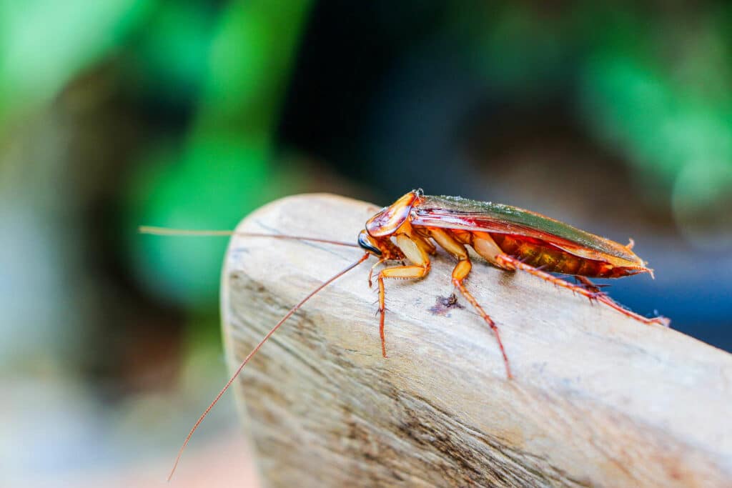 Cockroaches in the Dishwasher: Addressing a Hidden Infestation – Aptive ...