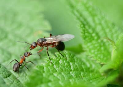 Facts about Queen Ants