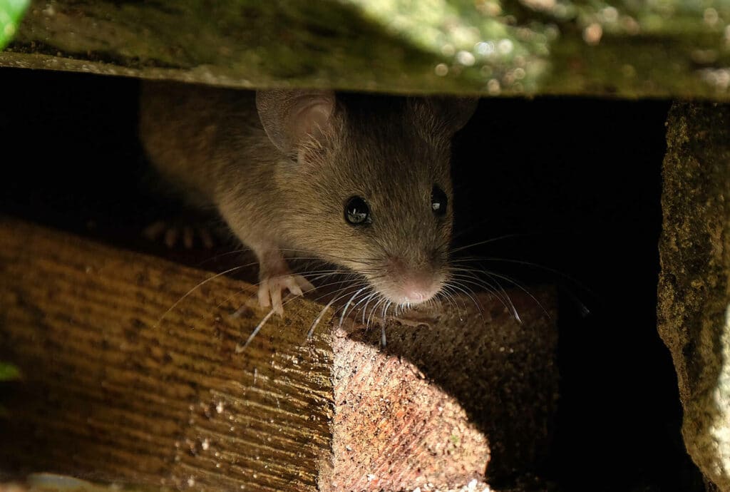 A Close-Up Image Of A Brown House Mouse Peeking Out From Underneath A Wooden Structure, With Its Whiskers, Eyes, And Fur Clearly Visible Against The Dark Background.