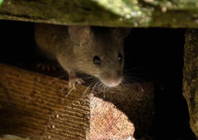 How a Rodent Infestation Can Ruin Your Home