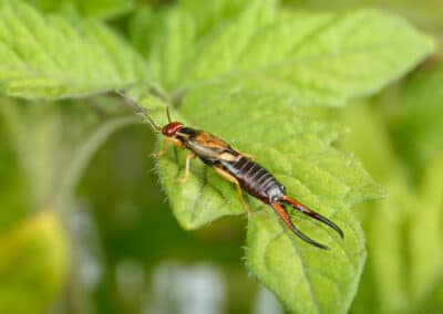 How to Control Earwigs