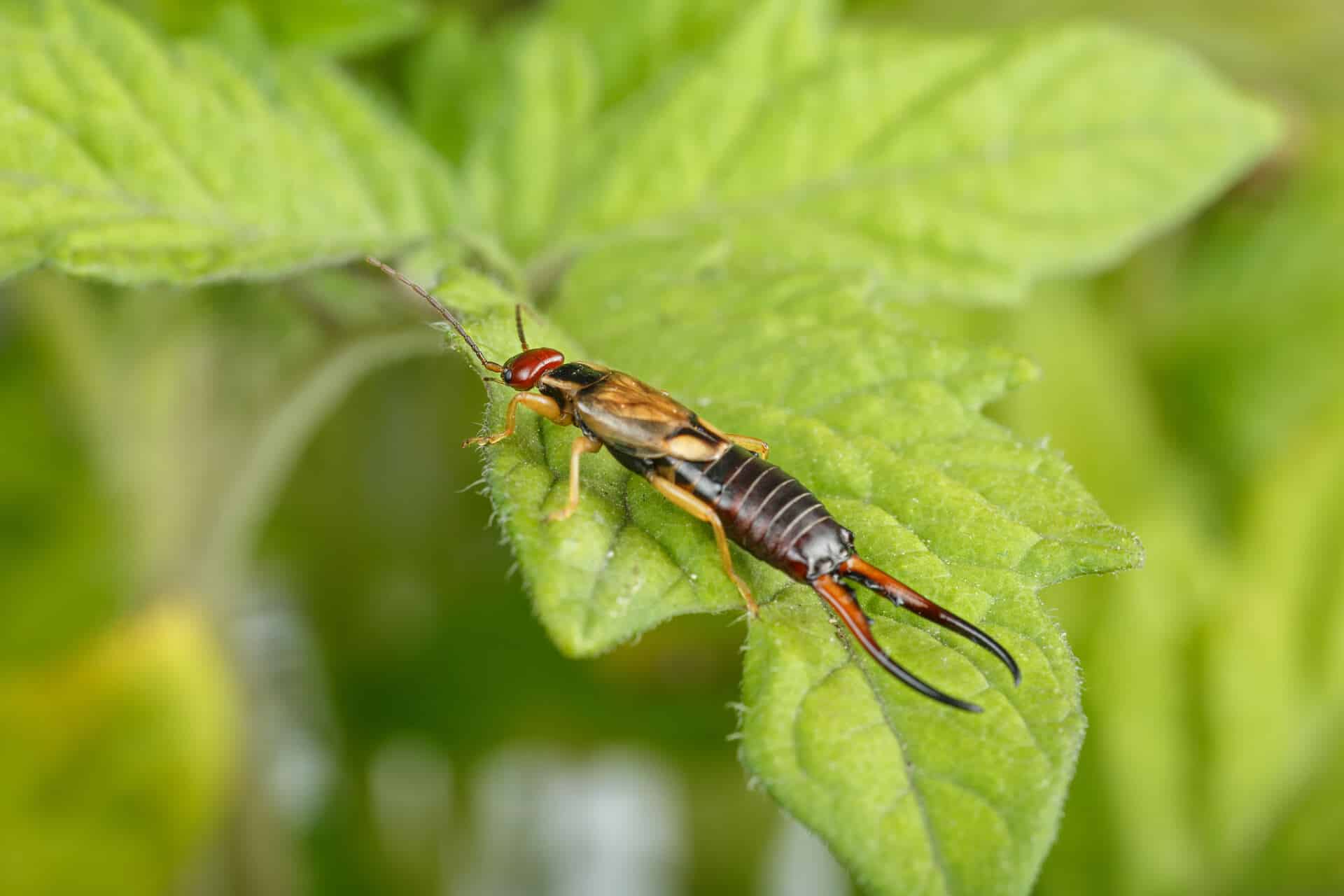 Do Earwigs Bite - Everything You Need to Know in 2023 w Pictures
