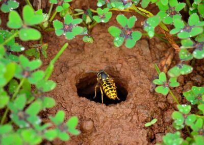 How to Get Rid of Ground Wasps
