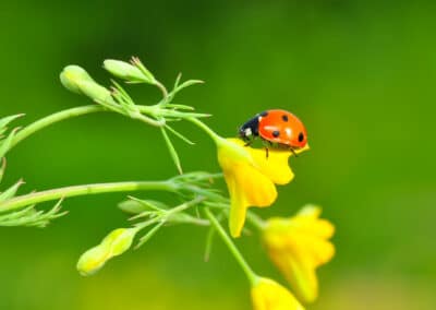 Identifying Beneficial Garden Insects