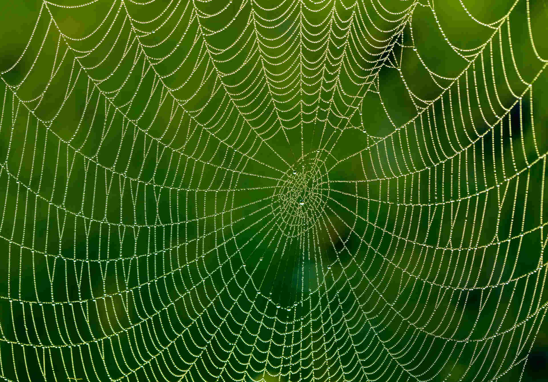 Identifying Spider Webs Around Your House – Aptive Environmental, spider  web 