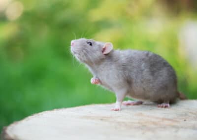 What Diseases can Rats Spread to Humans?