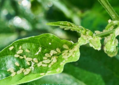 What Do Aphids Eat?