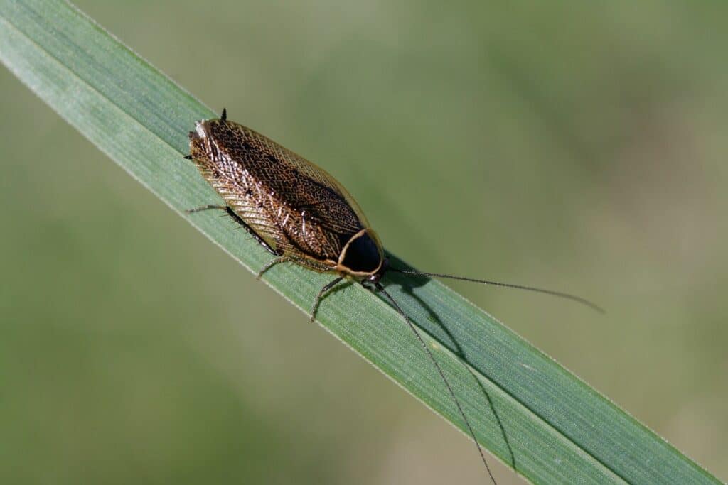 A Close-Up Of A Baby Cockroach On A Green Plant Stem, Showcasing Its Small Size And Detailed Body. The Background Is A Soft Blur Of Green, Emphasizing The Natural Environment.