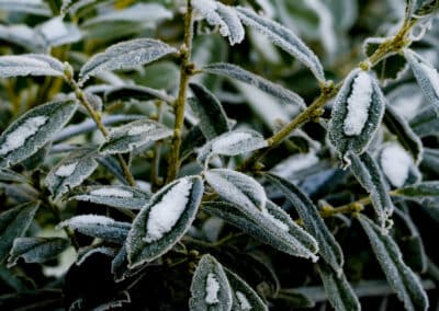 What Is Overwintering?
