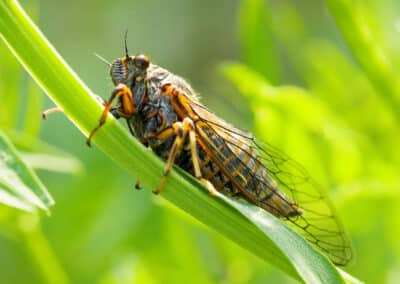 What to Expect With Cicadas