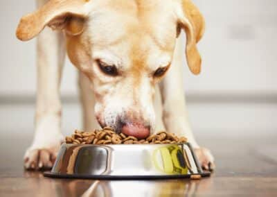 Which Pests Eat Pet Food?