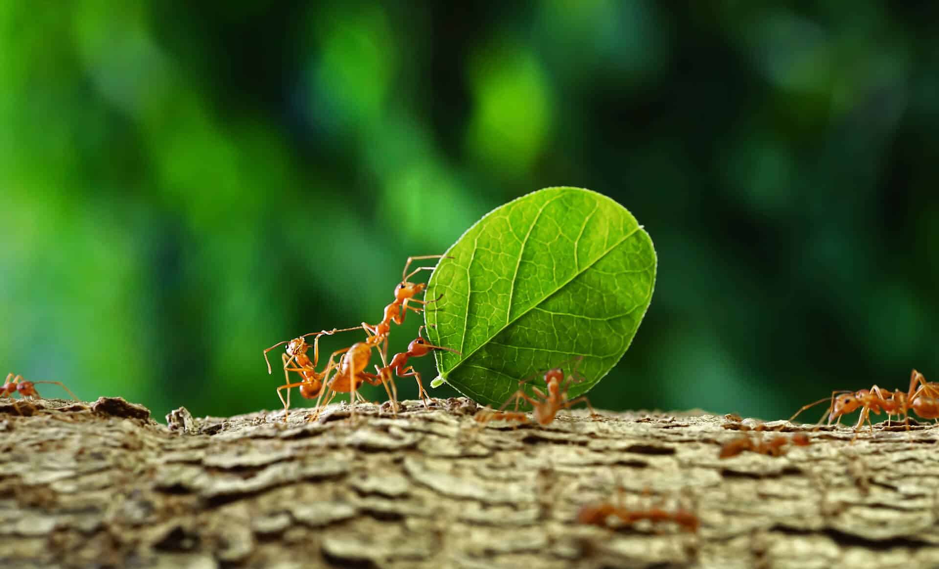 Ants Marching With Food