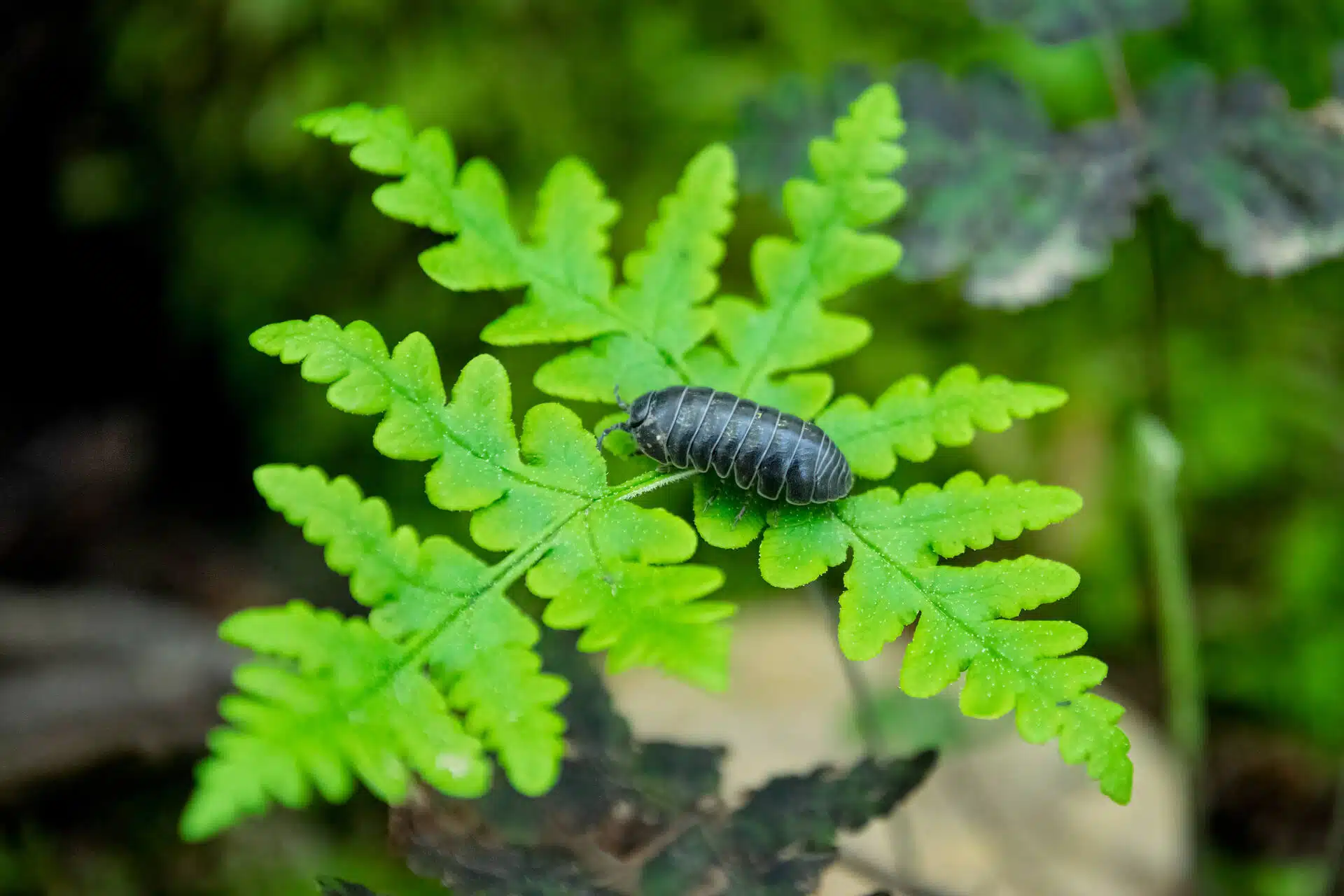 Why Do Pill Bugs Roll Up? – Aptive Environmental