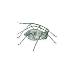 Illustration of aphid.