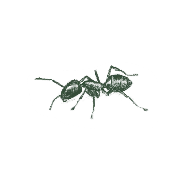Argentine-Ant-Web-Large