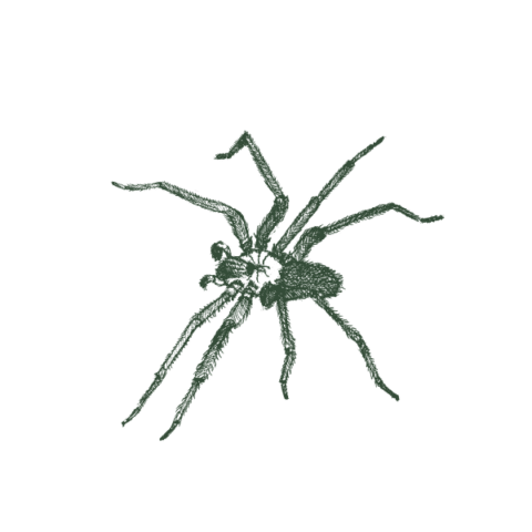 A Guide to Brown Recluse – Aptive Environmental