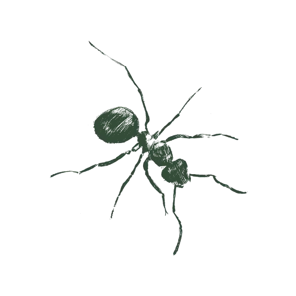 Harvester-Ant-Web-Large