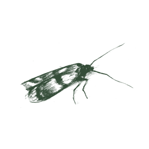 Moths – Aptive Environmental