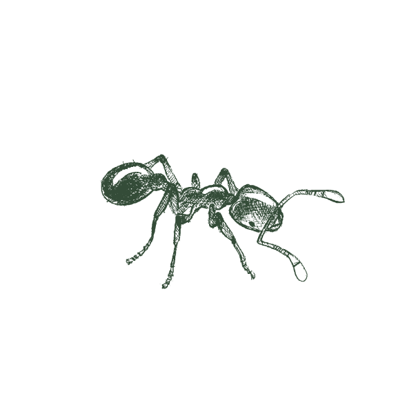 Thief Ant