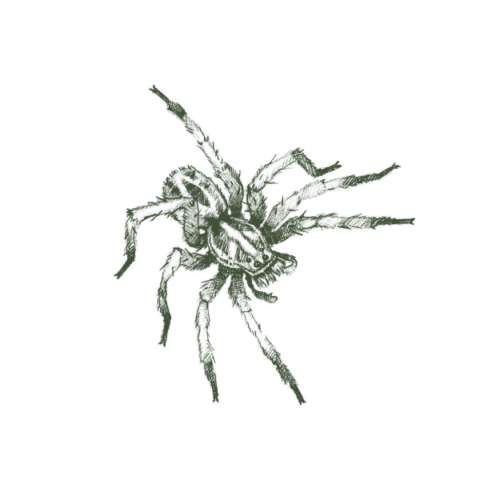 A Guide to Wolf Spiders – Aptive Environmental