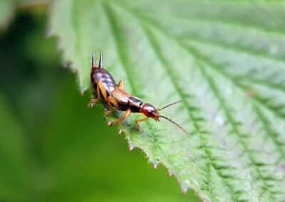 Ultimate guide to identifying, preventing, and treating earwigs