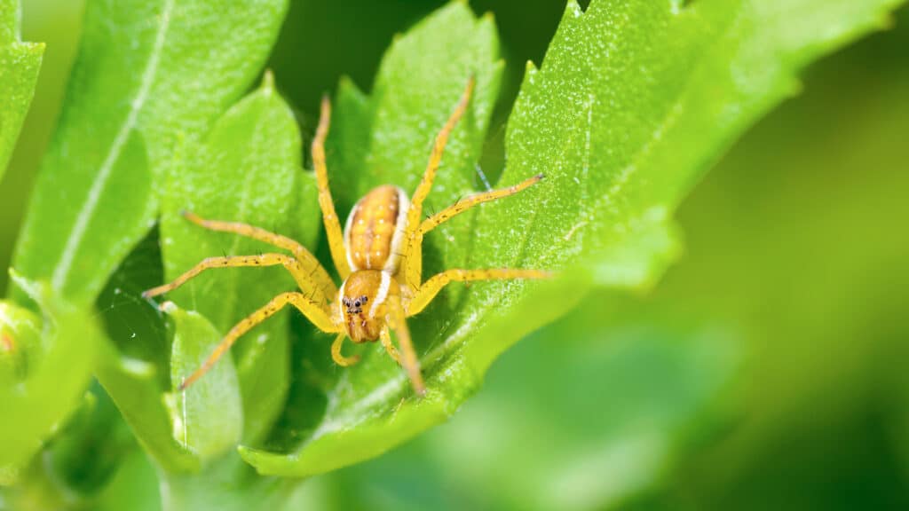 A Detailed Close-Up Image Of A Brown Recluse Spider With Distinctive Markings On Its Body, Resting On A Vibrant Green Leaf.