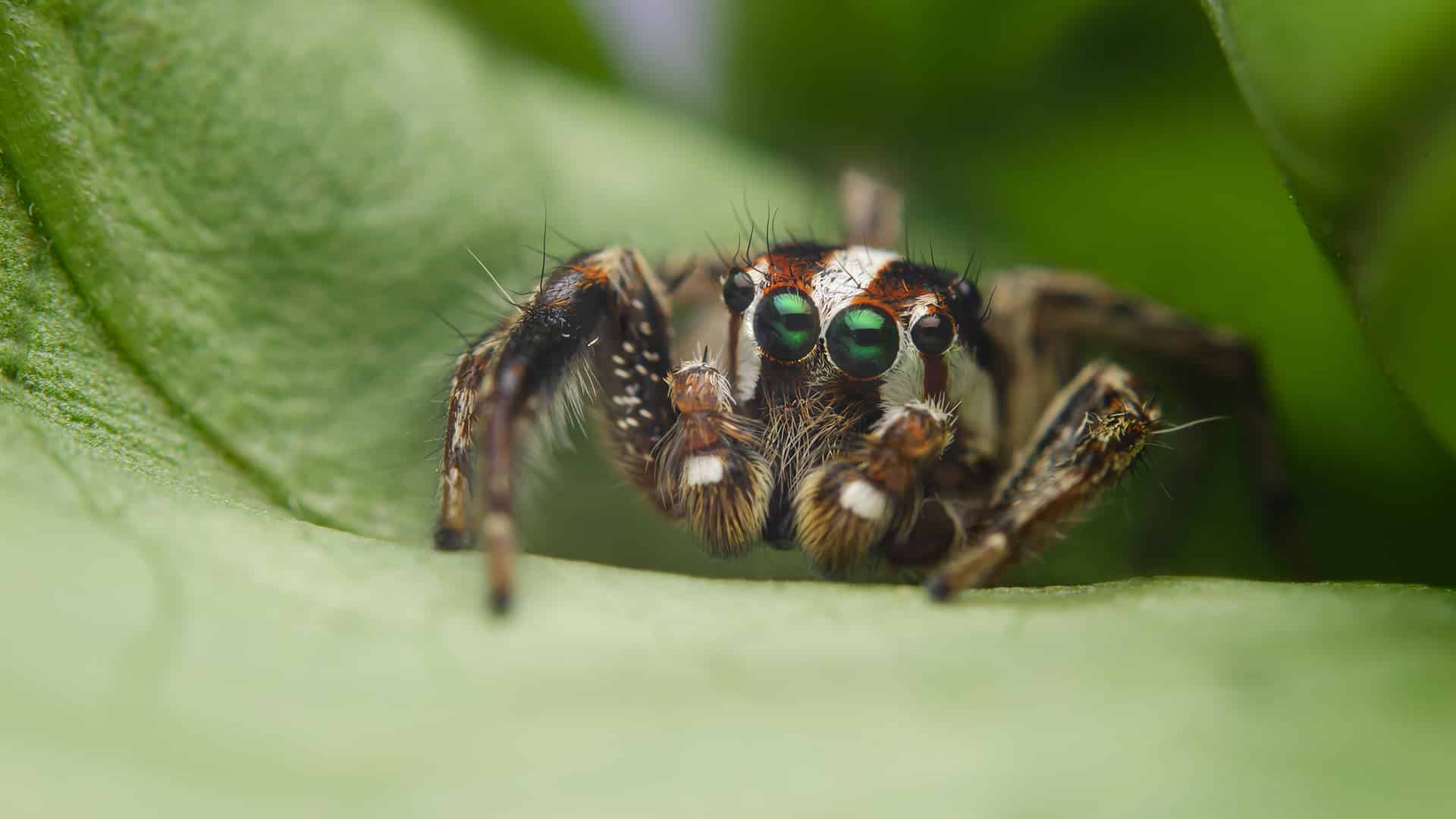 Jumping Spiders - Nature's Way Pest Control