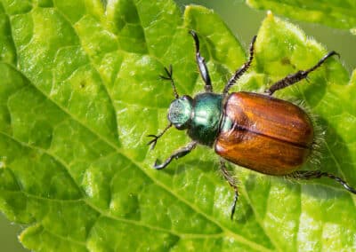 June Bug: Facts, Life Cycle & Control