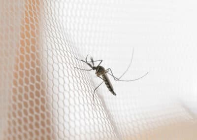 Protecting Against Mosquitoes: The Where and When of Mosquito Activity