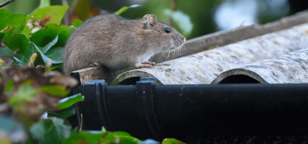 How to Rat-Proof Garbage Cans & Your Home - Trash Cans Unlimited