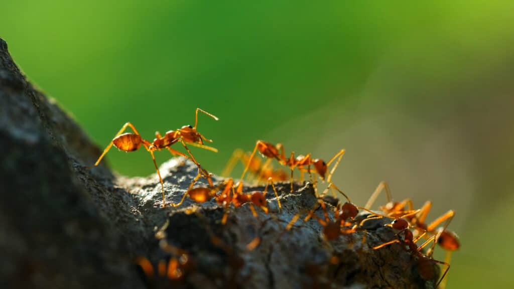 Fire Ant Control 1