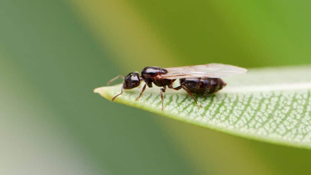 Flying Ants 1 1