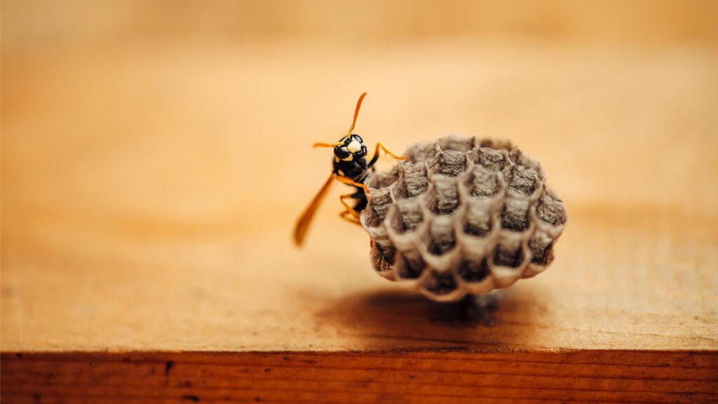 Close-Up Of A Yellow Jacket Wasp With A Black Body And Yellow Markings, Perched On A Small, Gray, Hexagonal Paper Nest.