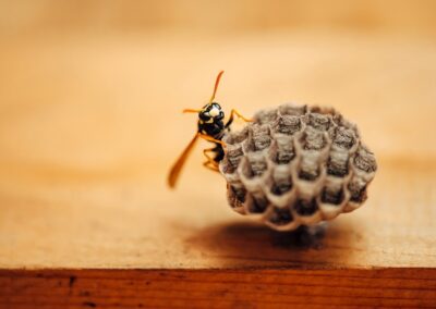 Understanding and Controlling Paper Wasps