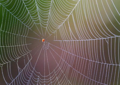 Protecting Against Spiders: The Where and When of Spider Activity