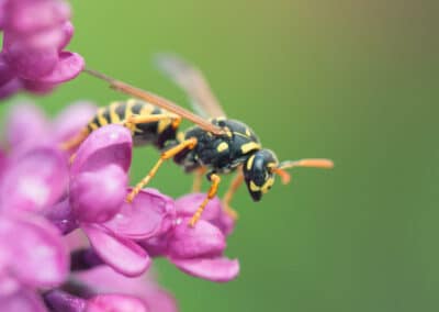 Wasp Control: Understanding and Managing Wasp Activity