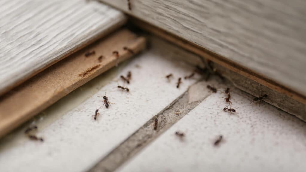 How Ants Are Getting Into Your House And How To Stop Them 1