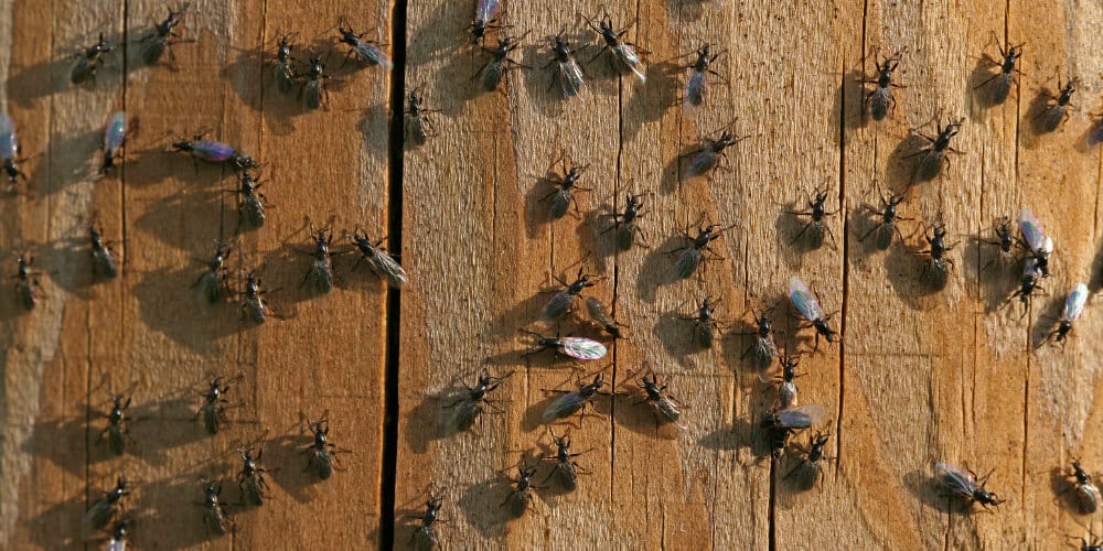 Lovebug swarm