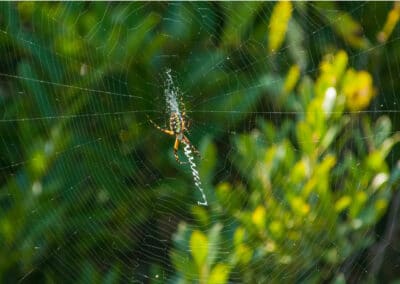Orb Weaver Spider Control: Facts, Control & Tips